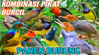 Download lagu Mp3 Pikat Burcil Ribut Sogon Kemade Korlap Kombina... mp3