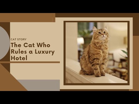 How This  Cat Became the Star Attraction In A 5-Star Hotel