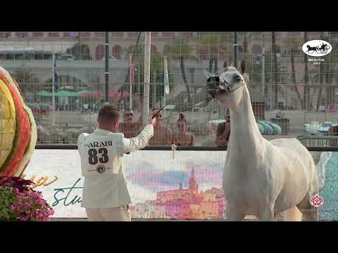 N 83 FANATICAA   Mediterranean and Arab Countries AHC   Menton 2021   Mares 4 7 Years Old Class 4B