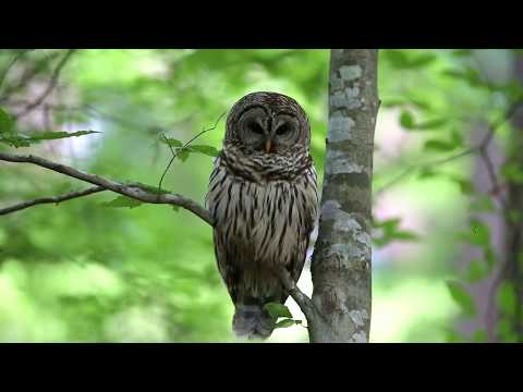 Barred Owl Hunting For Prey! Part 1
