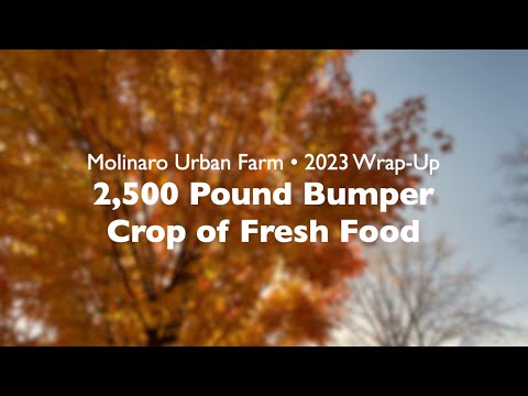 Urban Farm Harvest 2023