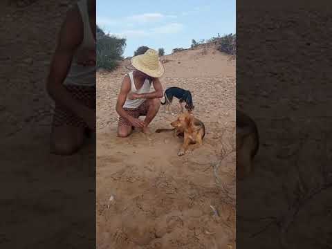 جوج كلاب متخاصمين بنصالحهم