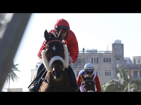 White River the Iron horse❤ (all wins)