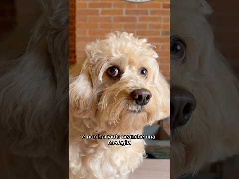 Oltre i limiti 🚀 #chico #divertente #cane #canedivertente #funny