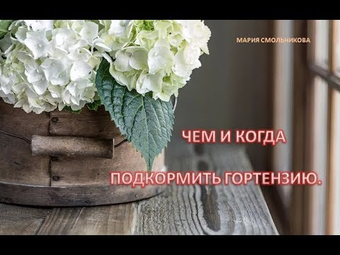 рейтинг удобрений для гортензий. 0. рейтинг удобрений для гортензий фото. рейтинг удобрений для гортензий-0. картинка рейтинг удобрений для гортензий. картинка 0. Культура отзывчива на подкормки, любит плодородные почвы с большим количеством питательных элементов. Лучшие удобрения для гортензий не только закрывают все потребности этих роскошных цветов в питании, но и воздействуют на почву. На нейтральной и щелочной почве и другие плохо развиваются, чахнут и постепенно погибают. рейтинг удобрений для гортензий. 0. рейтинг удобрений для гортензий фото. рейтинг удобрений для гортензий-0. картинка рейтинг удобрений для гортензий. картинка 0. Культура отзывчива на подкормки, любит плодородные почвы с большим количеством питательных элементов. Лучшие удобрения для гортензий не только закрывают все потребности этих роскошных цветов в питании, но и воздействуют на почву. На нейтральной и щелочной почве и другие плохо развиваются, чахнут и постепенно погибают.