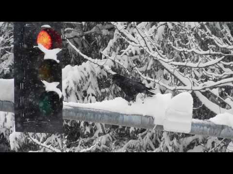 A Raven Directing Traffic In Alaska! :)