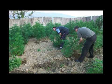 Stihoven Kalibar - Travoberacot