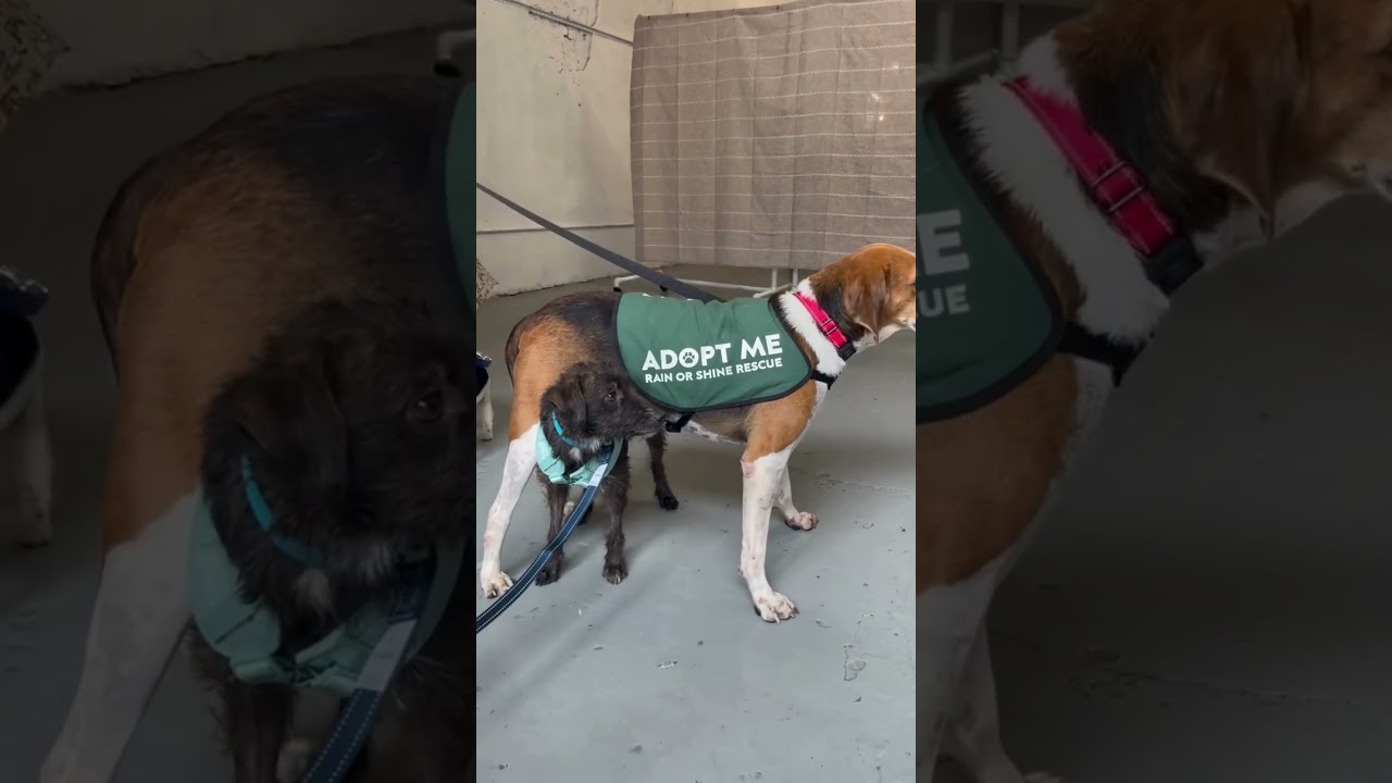 Days of Being Wild, an adopted mixed breed in New York, NY video 6/6