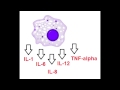 Cytokines - IL-1, IL-6,IL-8, IL-12 & TNF-alpha ...