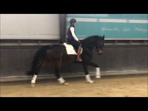 5y gelding by Rocky Lee ( Rock for Ever) x Fürst Heinrich