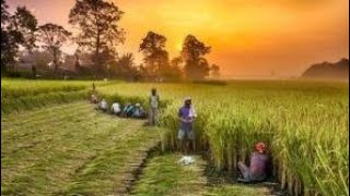 Farmer Day WhatsApp Status | Happy Farmer Day Status | Kisan Diwas Status| Kisan Day Dtatus