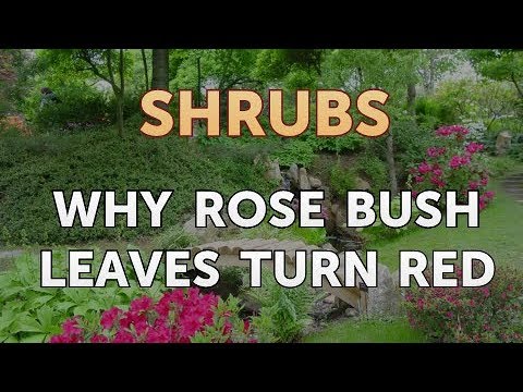 How to Prune a Bottlebrush Shrub