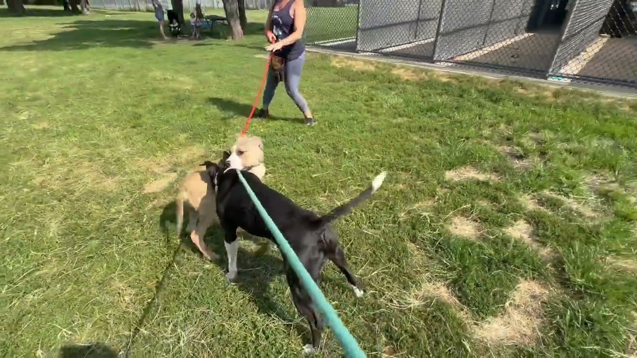 Montorosso's Leash Test
