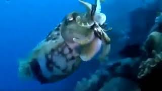 John Maus - Edge of Forever