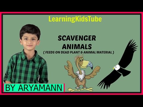 YouTube video about: How do you spell scavenger?