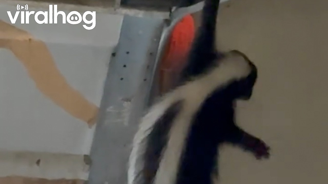 Skunk Hangs Out in Garage || ViralHog