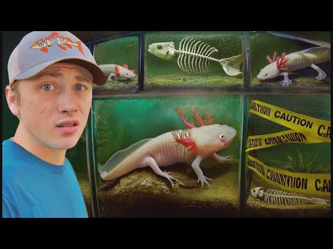 Ho scoperto un allevamento di axolotl abbandonato