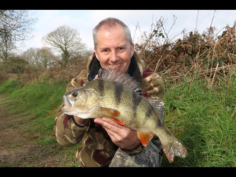 Perch Fishing On The Pond