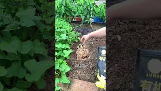 Make your own compost at home to add organic matter to the soil, making it healthier, looser