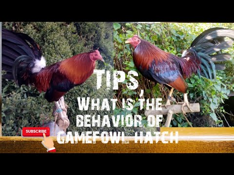 Tips | behavior and character of gamefowl hatch Bloodlines