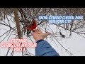 Bird Feeding In Frozen Central Park In Manhattan Filmed Feb 22 2021 Part 1 Shorts