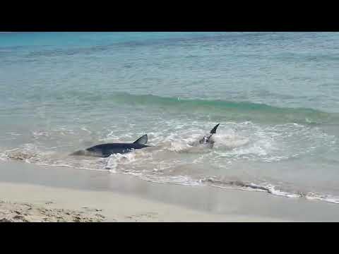 Menorca, Son Bou beach, Shark.