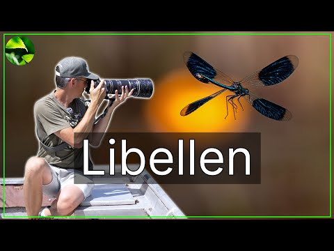 Libellen im Flug fotografieren 😱 SIE FÄNGT DIE FLIEGE IN DER LUFT!