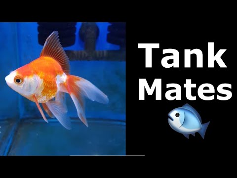 The Best Ryukin Goldfish Tank Mates