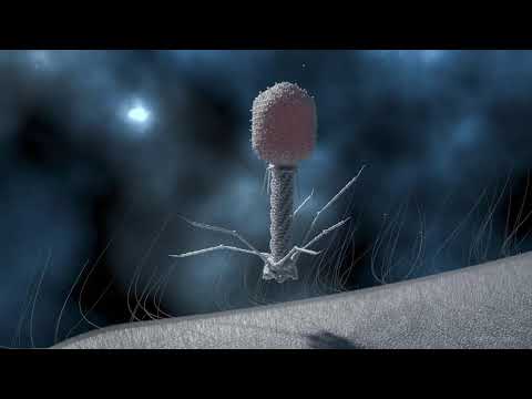 T4 Phage Replication