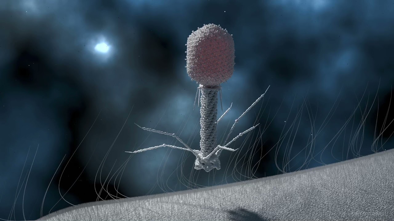 T4 Phage Replication