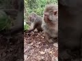 Cute Baby Monkey YoYo Monkey BiBi Monkey Monkey Banana Baby Monkey Best Monkey Moments