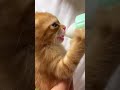 Cute Cats Favorite Friends Magicmewtv Episode 4239
