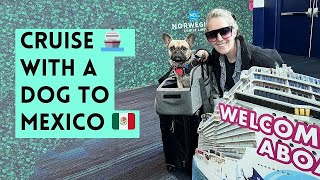 Planning a Dog-Friendly Cruise to Mexico? Start Here! 🇲🇽 (Part 2)