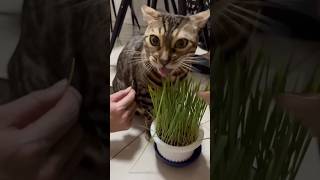 猫草パーティー【ベンガル猫】