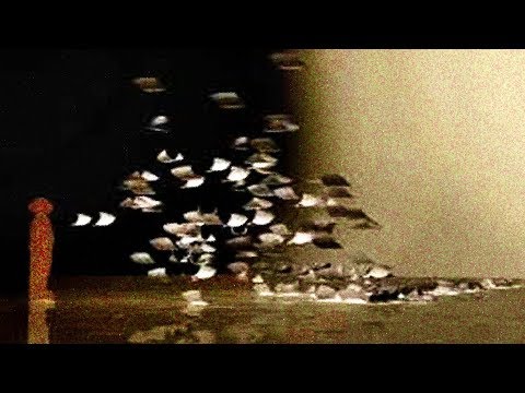 Páginas Ao Vento video