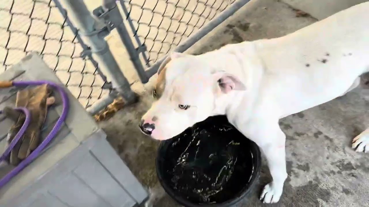 Jagger, a ADOPTABLE Pit Bull Terrier in Chicago, IL video 5/5