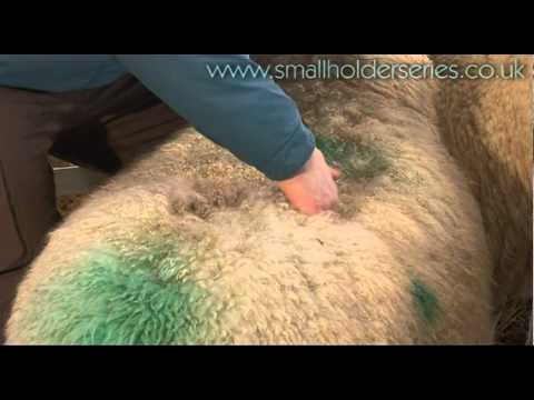 Condition Scoring Sheep with Adam Henson