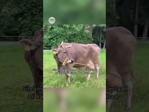 Veronika-lehmä ällistyttää – tutkijat: Vastaavaa ei ole nähty 10 000 vuoteen
