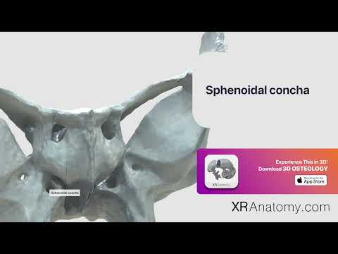 Sphenoidal concha of sphenoid bone