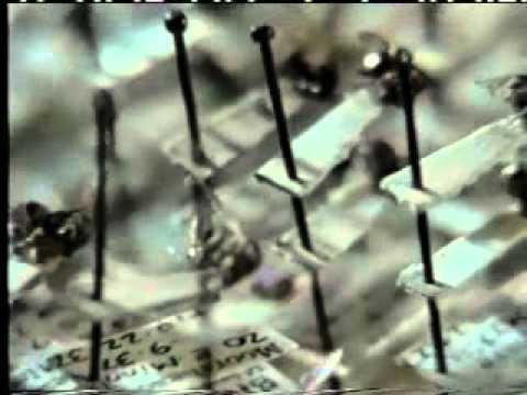 Kinsey the biologist to sex researcher