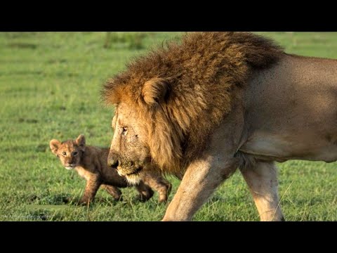 When A Lion Cub Starts Copying His Father | Lion Cubs | Maasai Mara National Reserve | Travins World