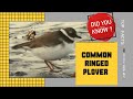 common ringed plover facts 🦜 ringed plover 🦜 breeds in arctic eurasia