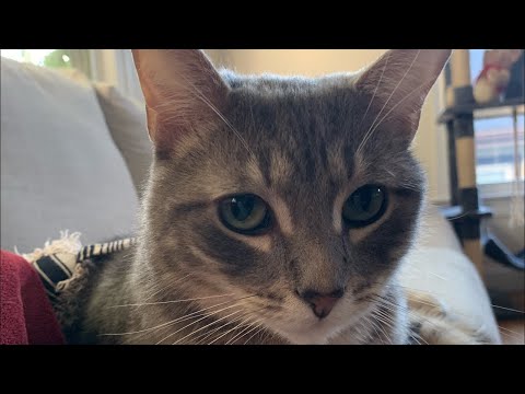 SUJI ZOOMIES #booktok #cutecat #cutekitty #catvideos #catlover #catlovers10m #catsplaying #zoomies