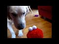 The Elmo Incident