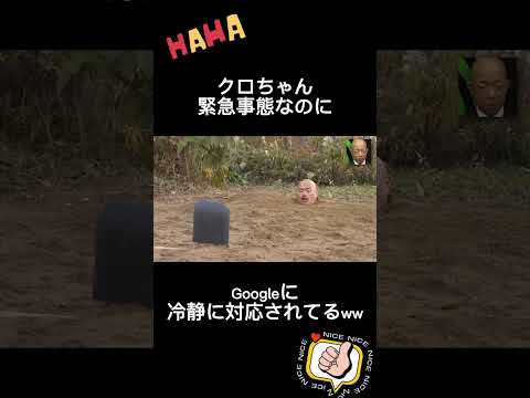 庭の鳥の見分け方は？フランスで一般的な 10 種以上の種の名前と写真  庭園