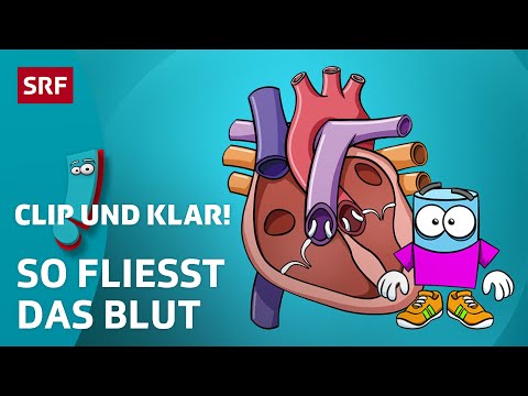 Wie funktioniert der Blutkreislauf? | SRF Kids – Clip und klar! | Für Kinder erklärt