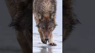 Coastal Wolves of British Columbia.