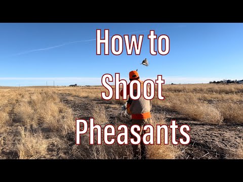 How to shoot Pheasants