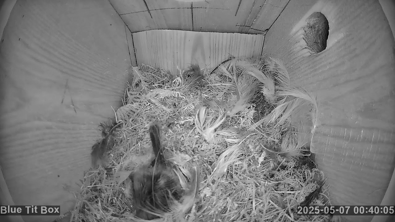 Aberdeen Bird Camera 2025 Live Stream