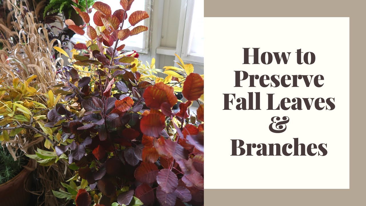 How to preserve autumn branches? Tipseri
